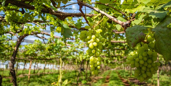 Empfehlung aus der Vinothek im August