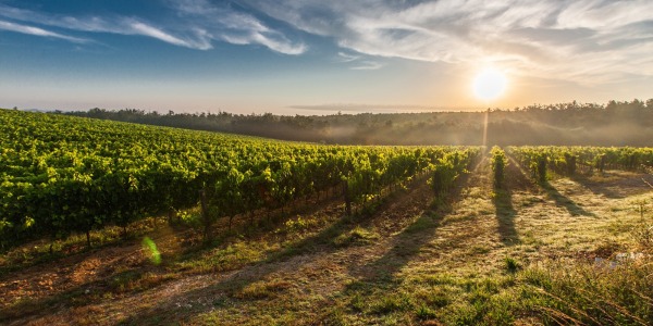 Empfehlung aus der Vinothek im November 